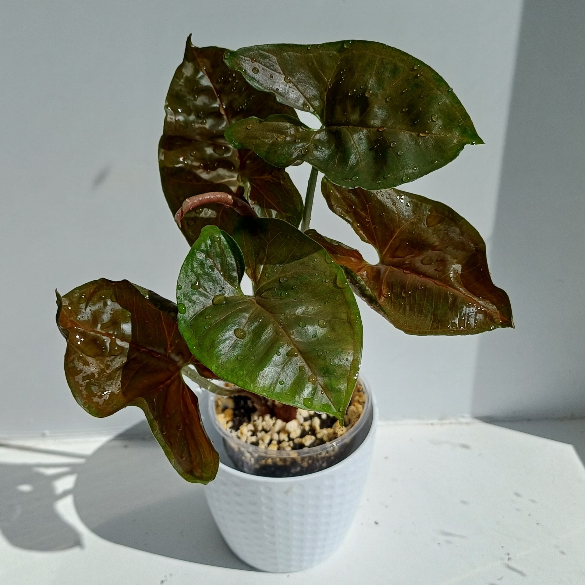 Syngonium