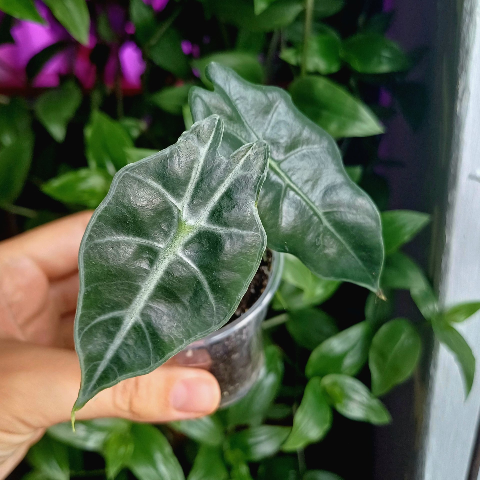 Alocasia