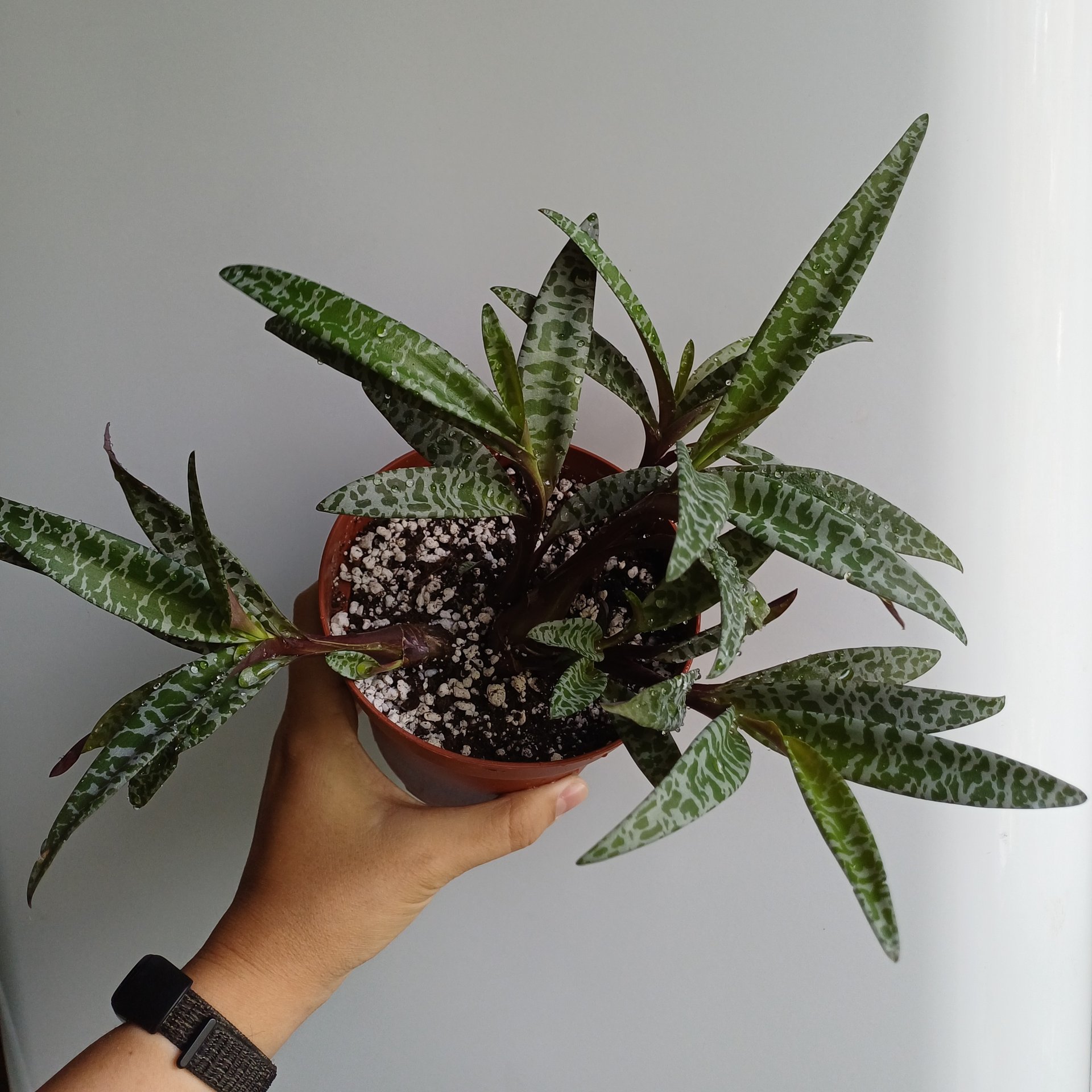 Ledebouria