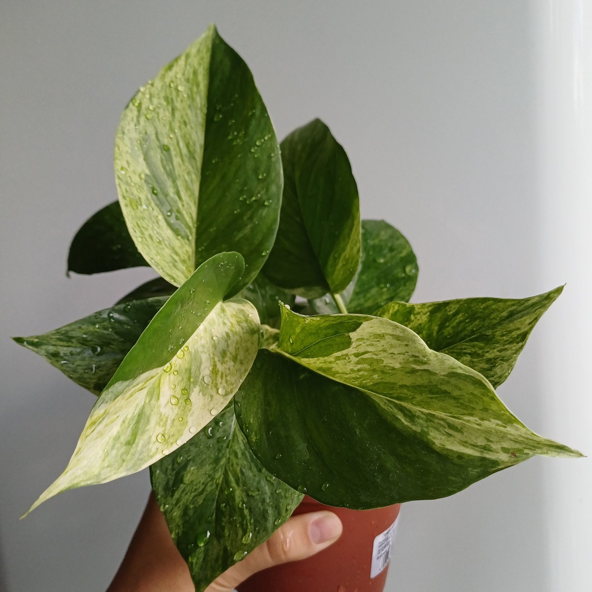 Epipremnum