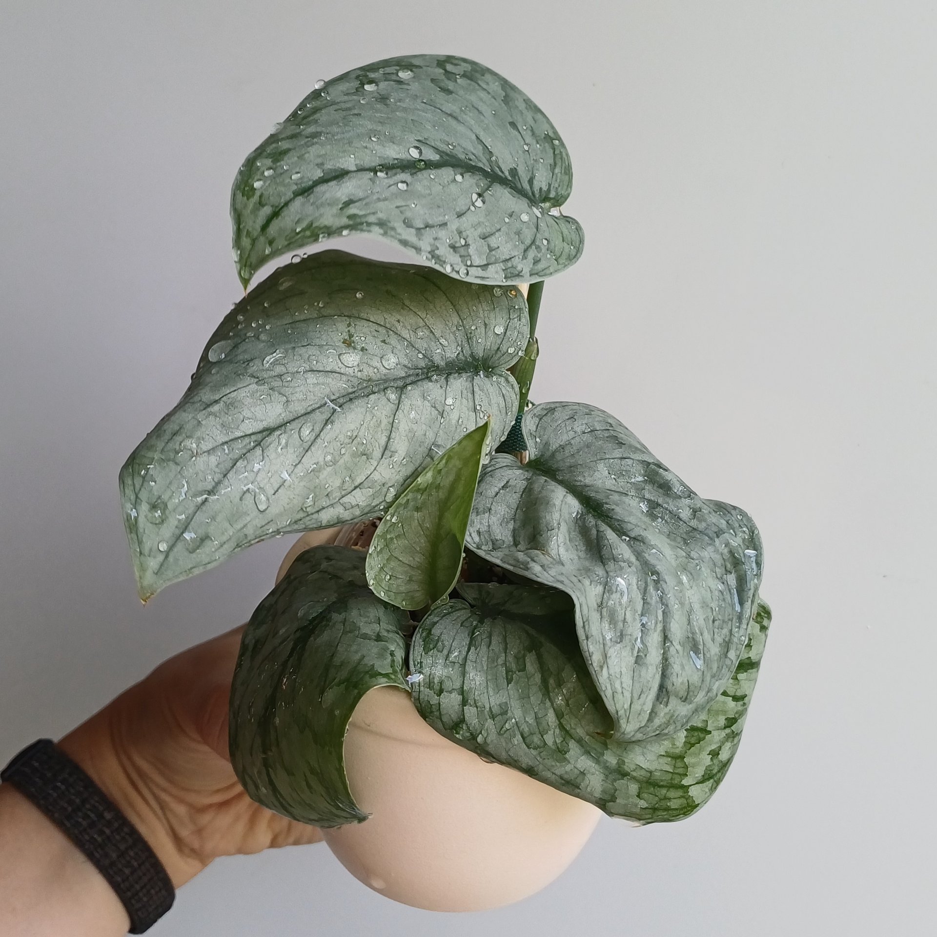 Scindapsus