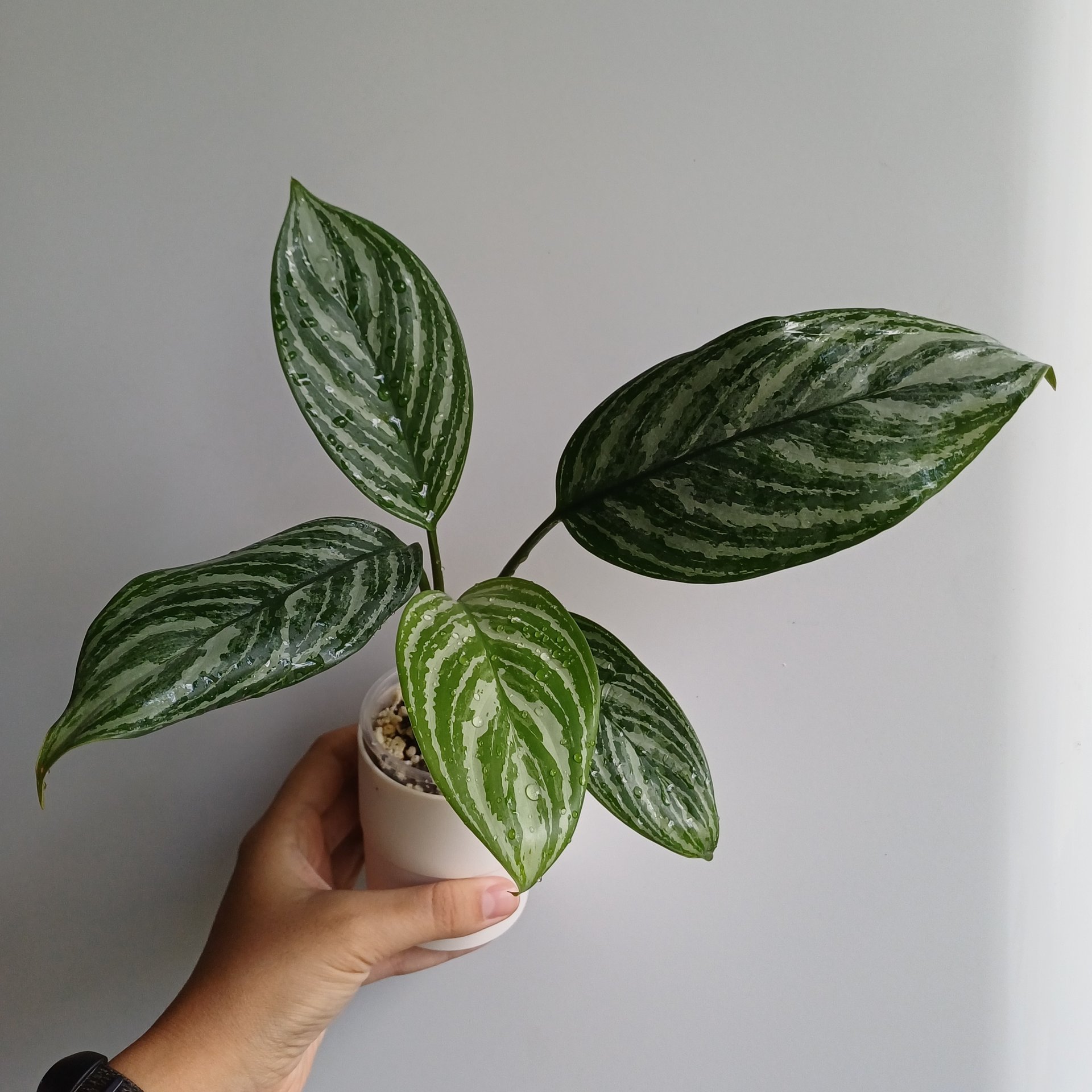 Aglaonema