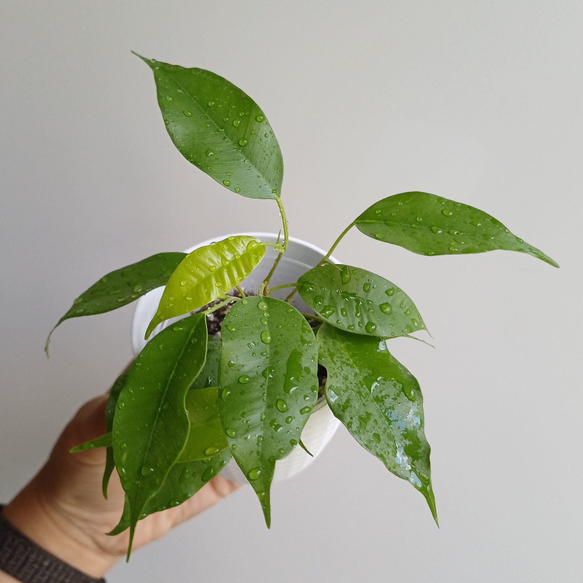 Ficus