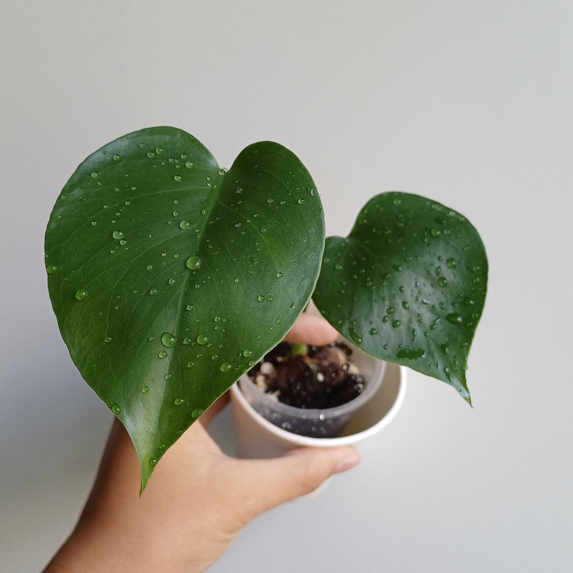 Monstera