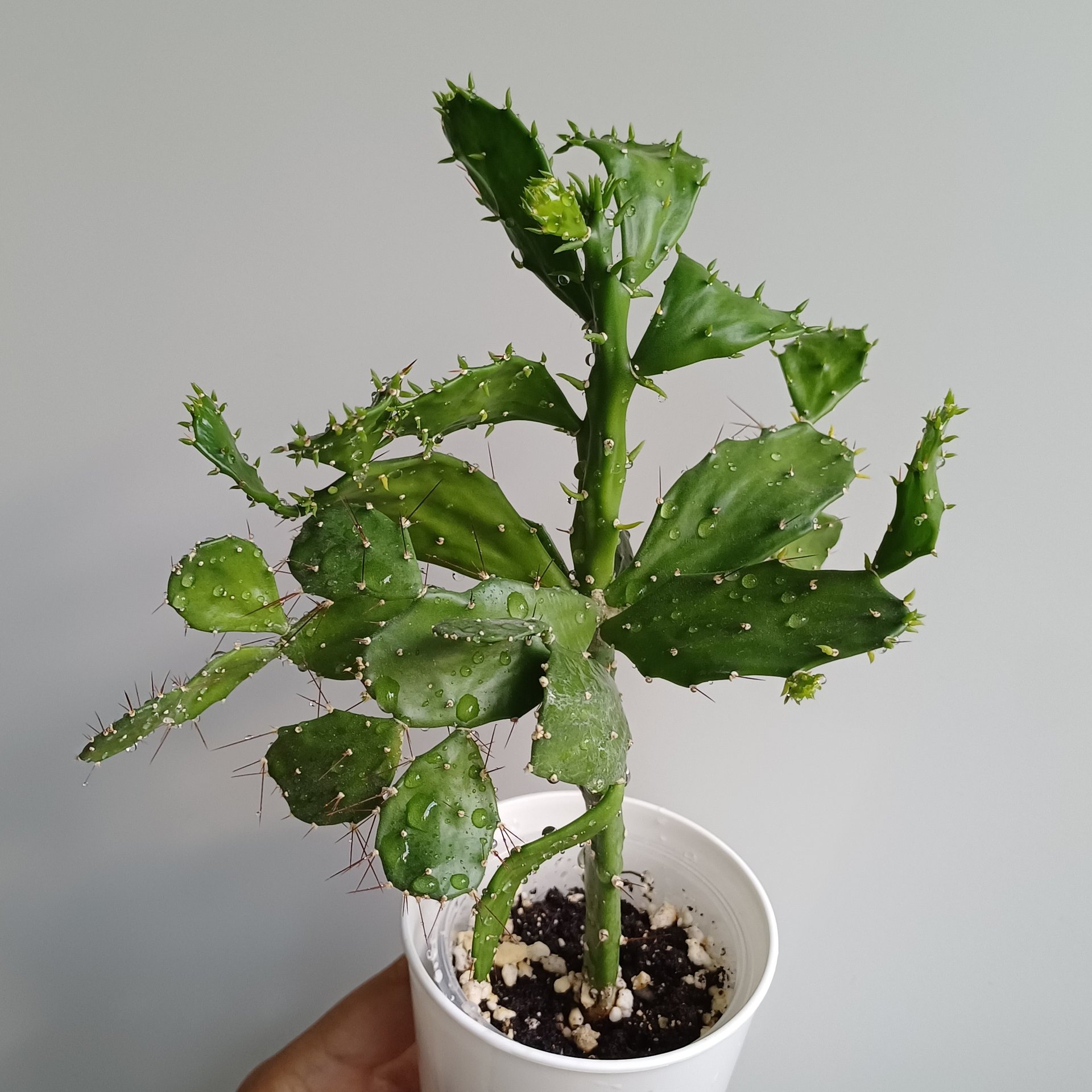 Braziliopuntia