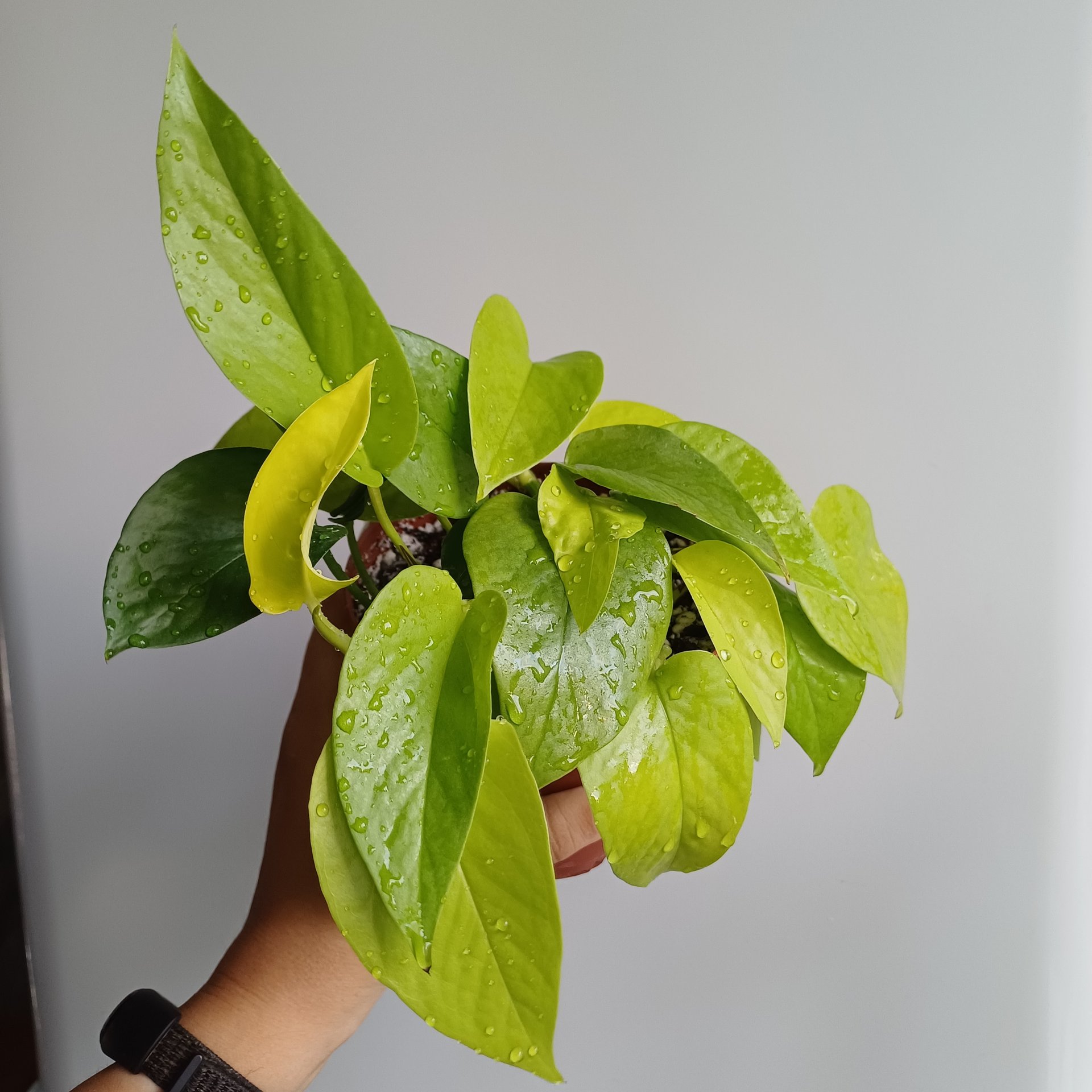 Epipremnum