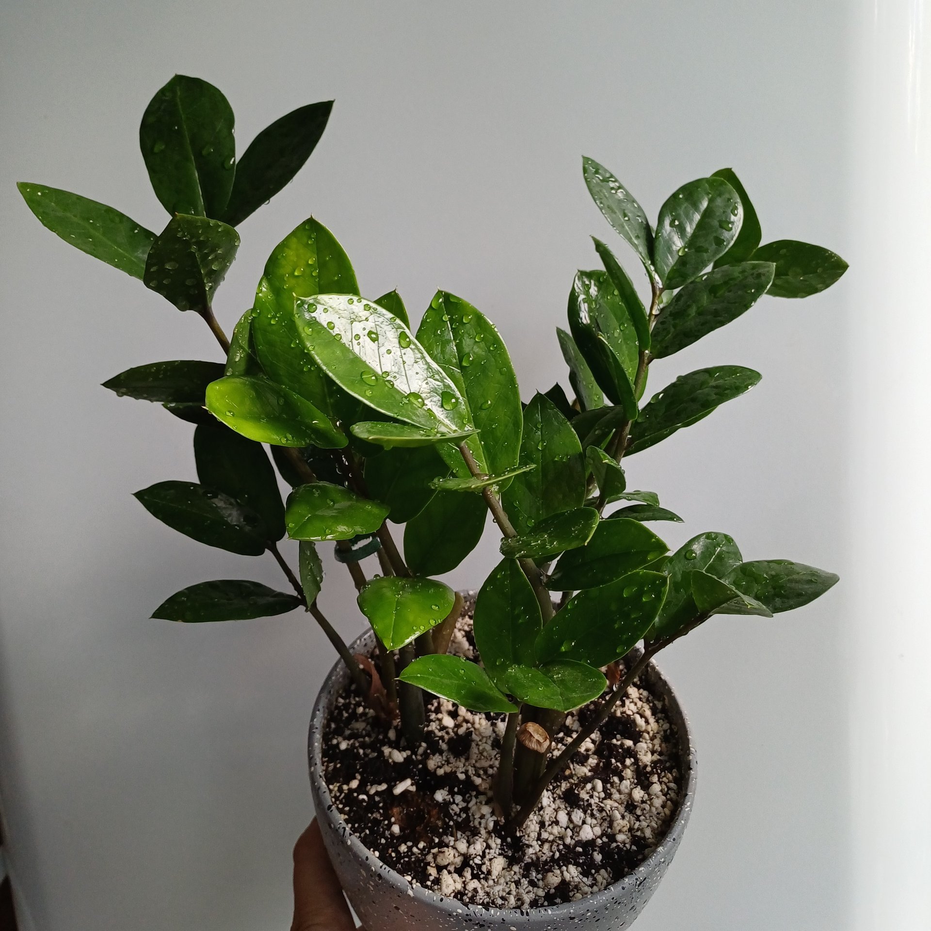 Zamioculcas