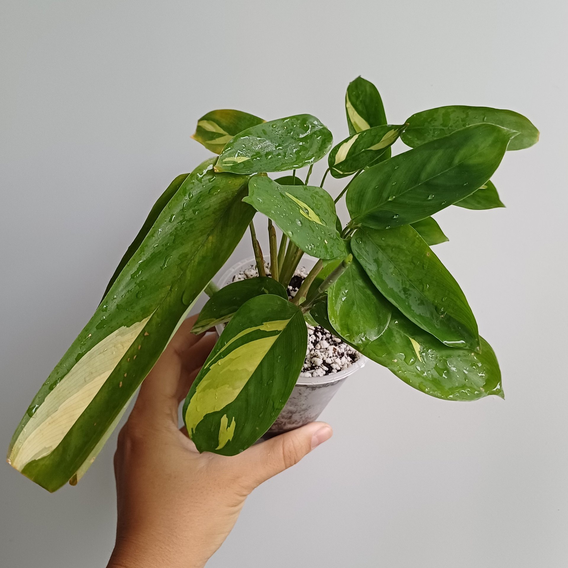 Ctenanthe