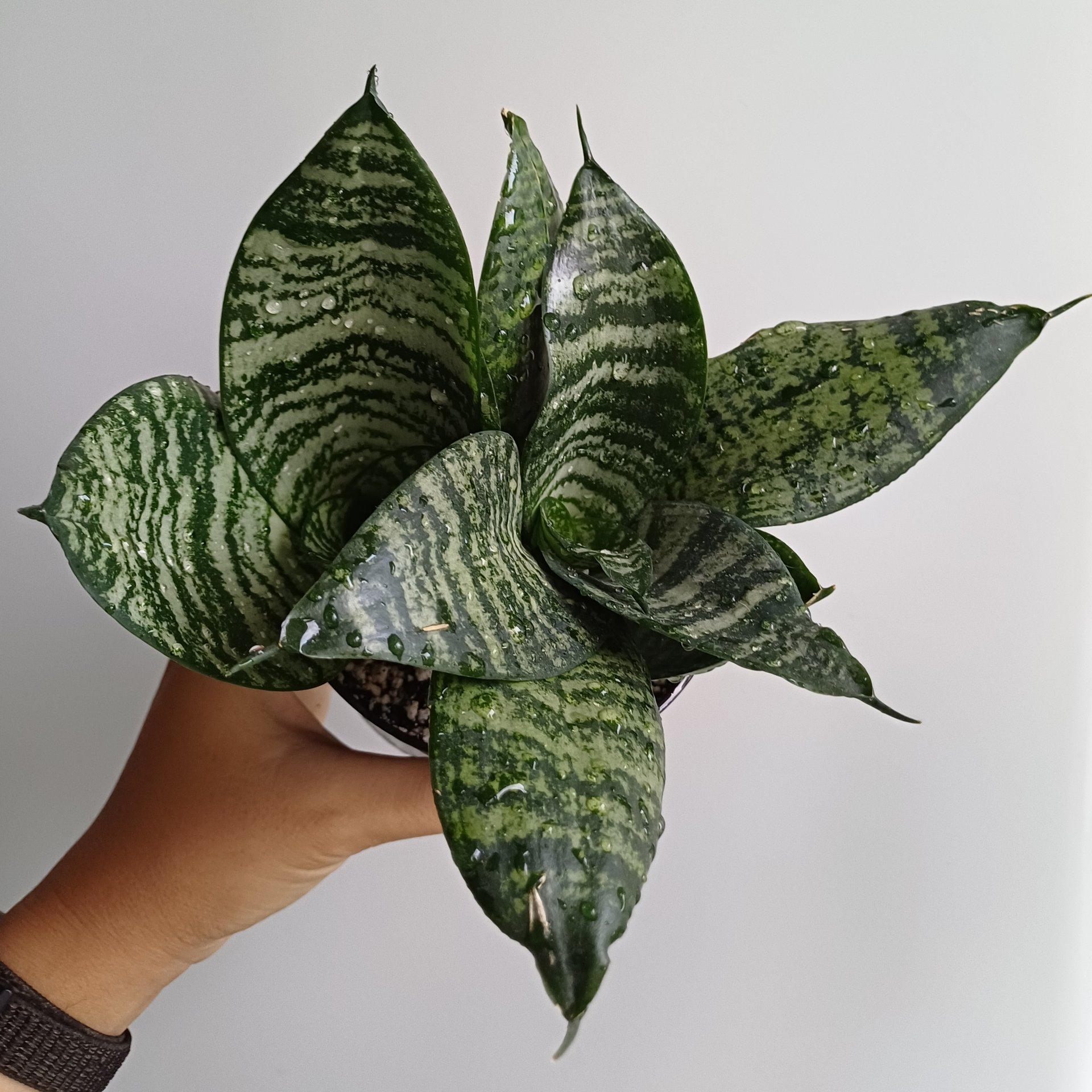 Sansevieria