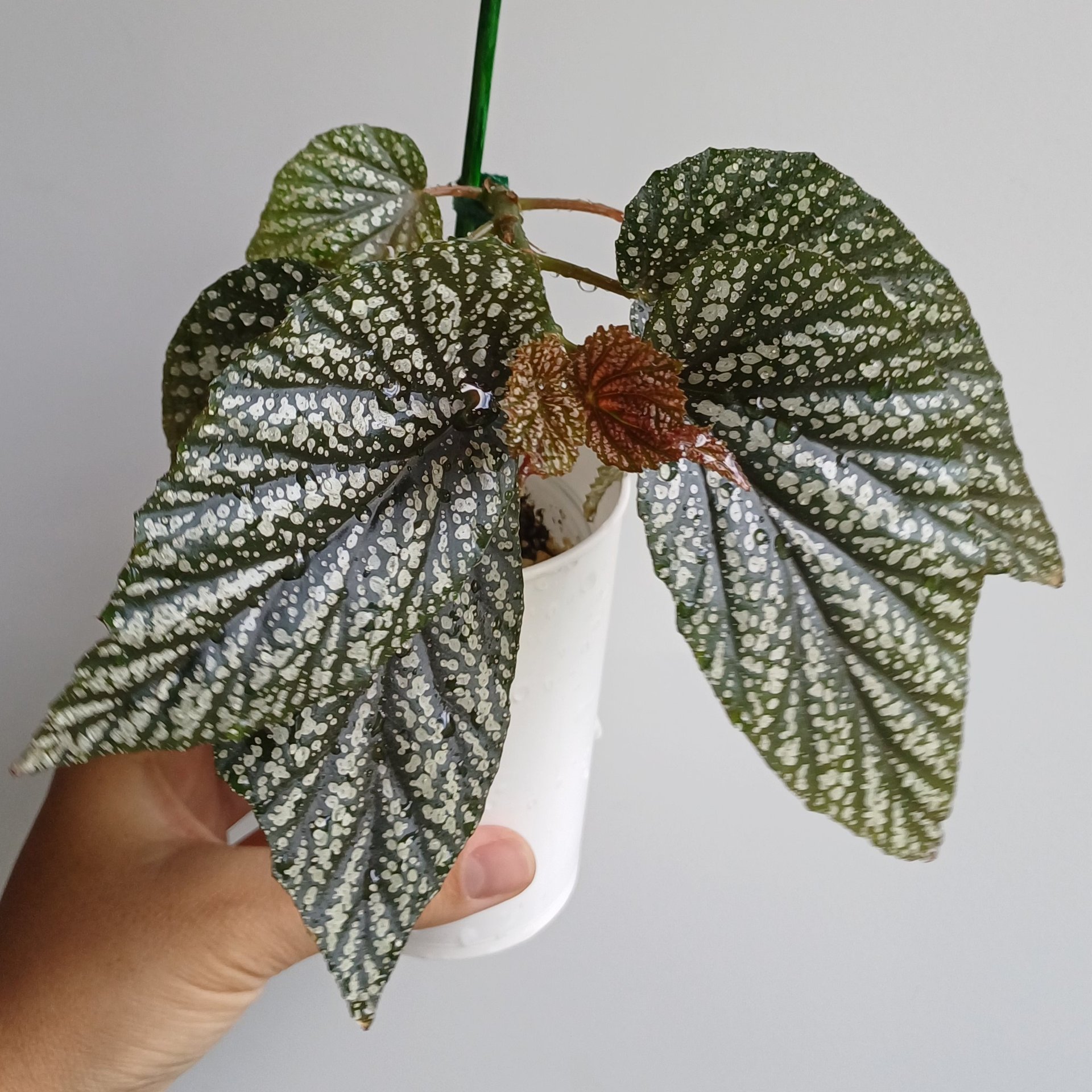 Begonia