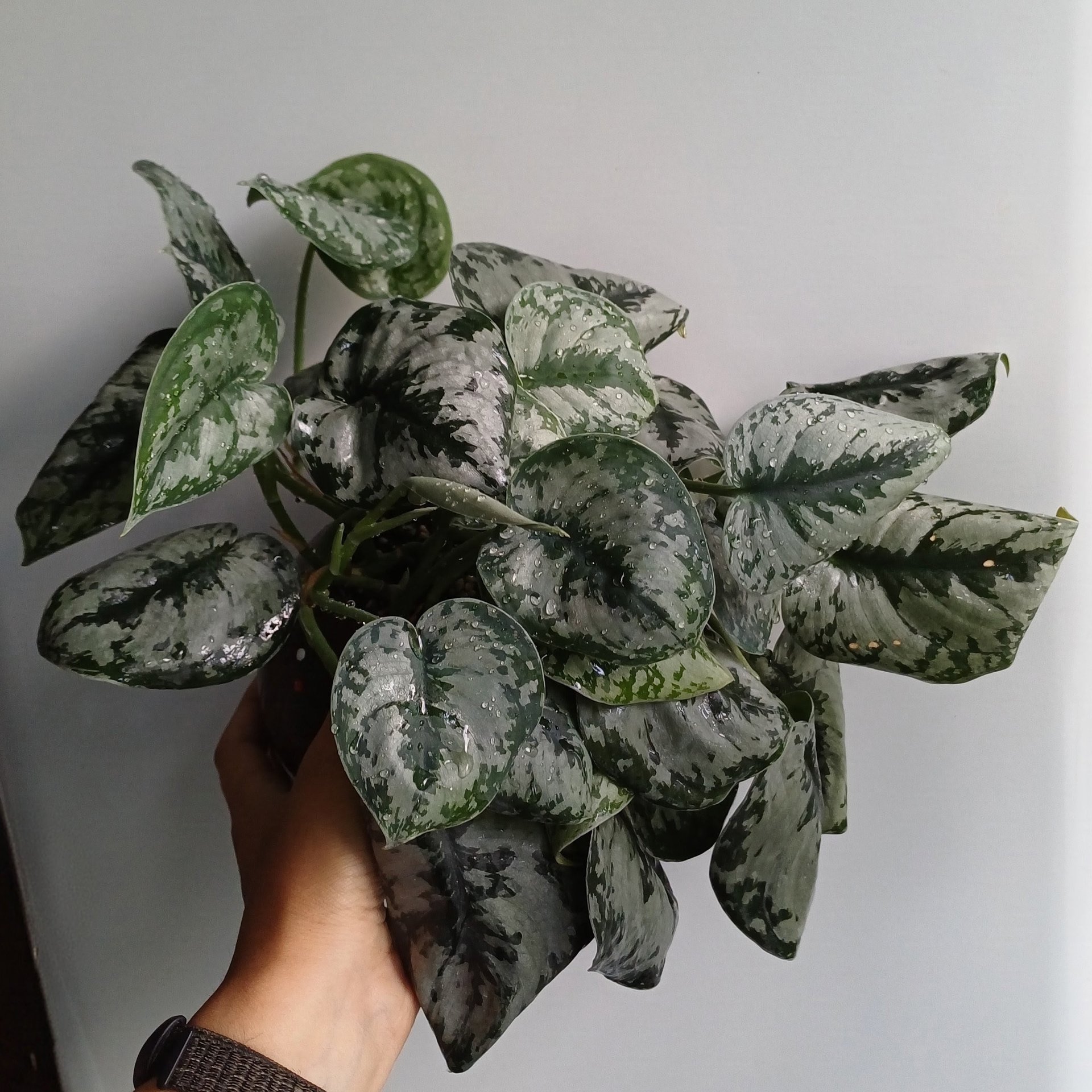 Scindapsus