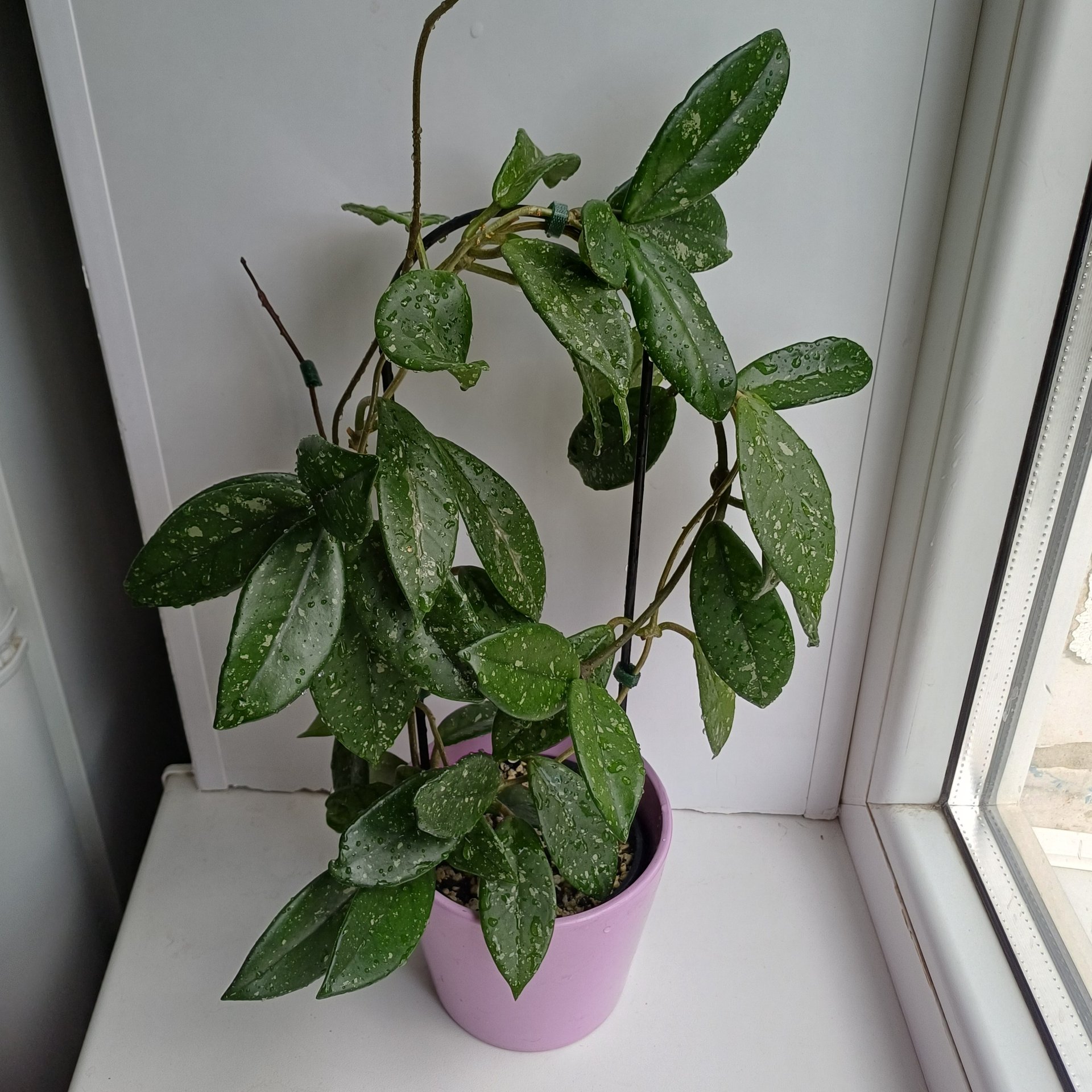 Hoya