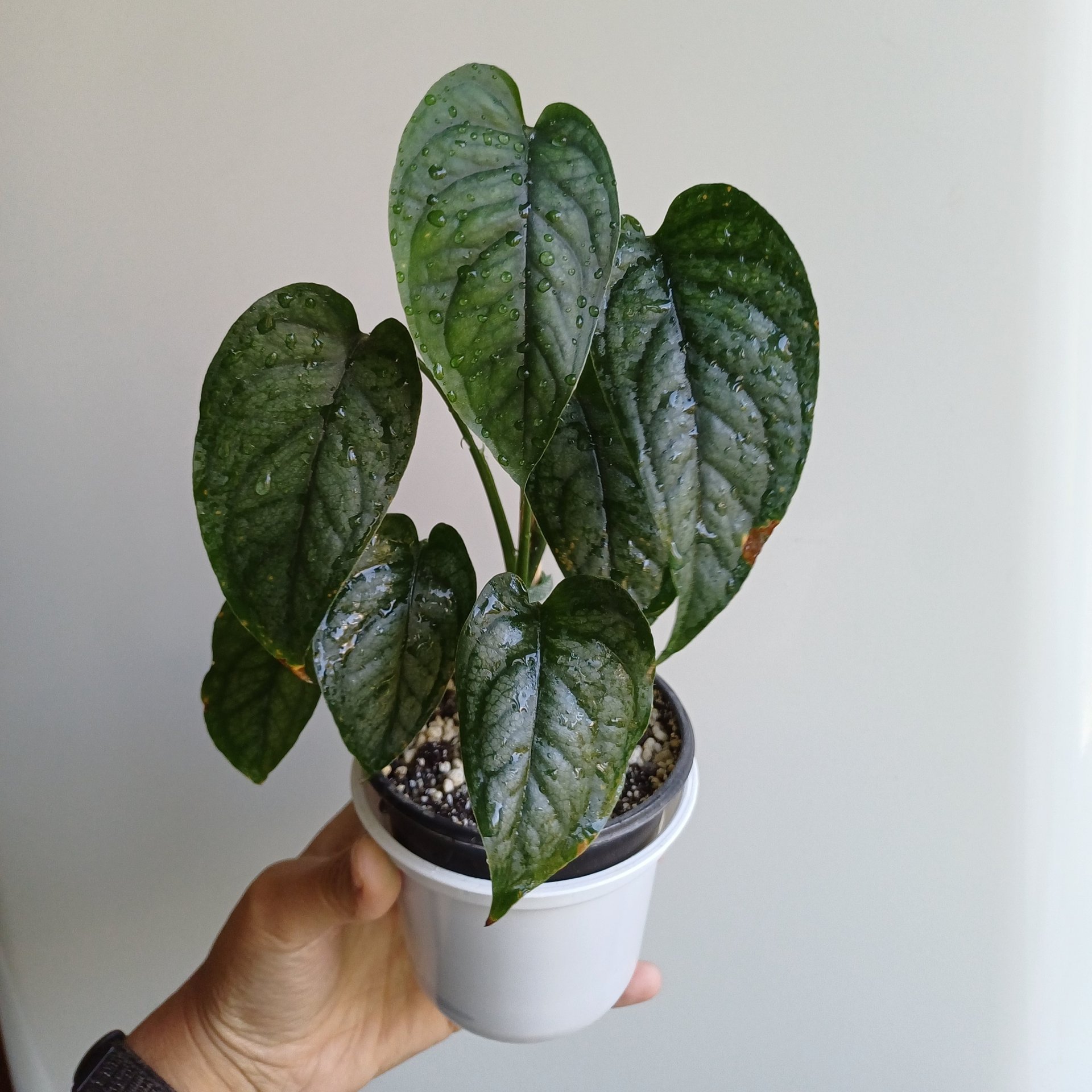 Monstera