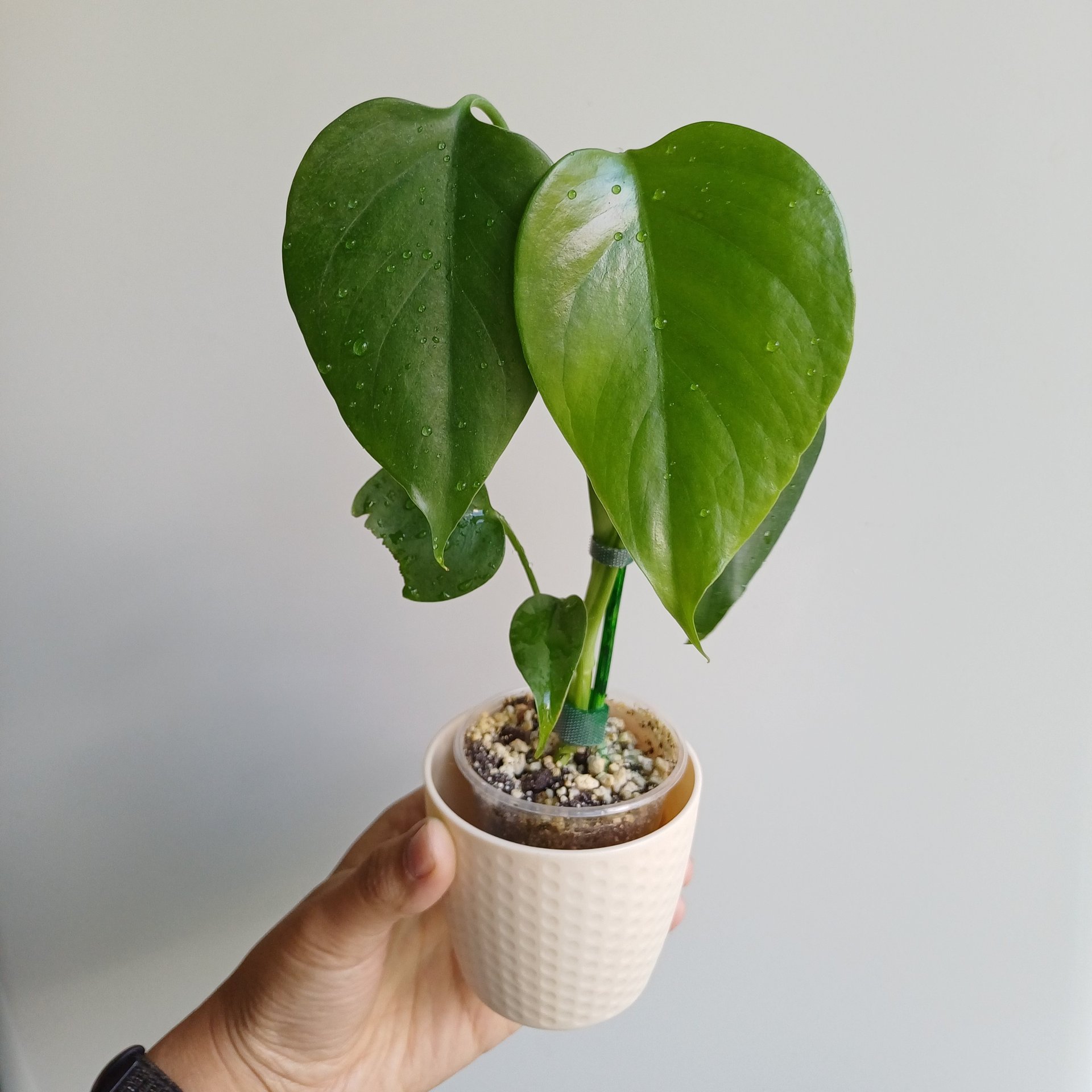Monstera