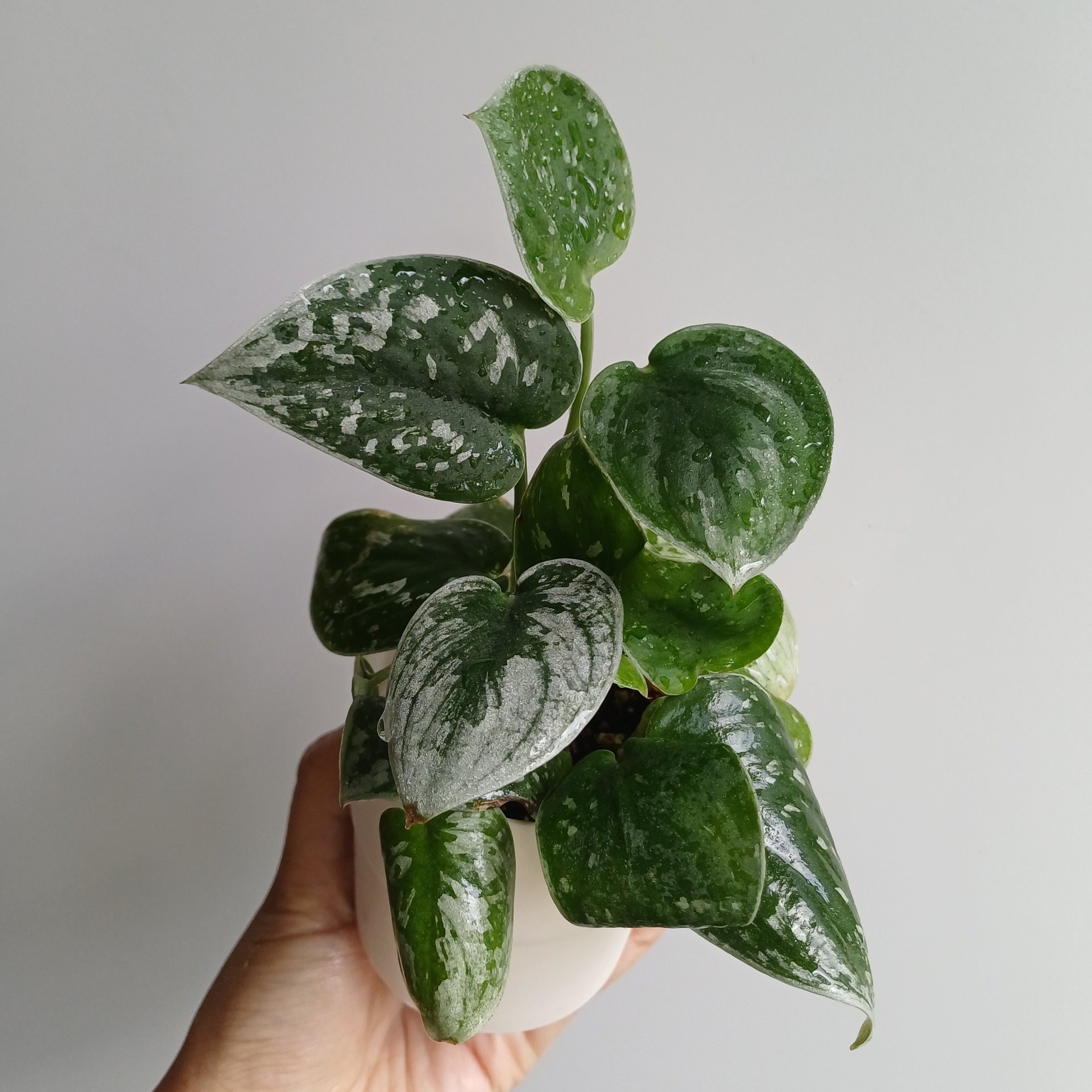 Scindapsus