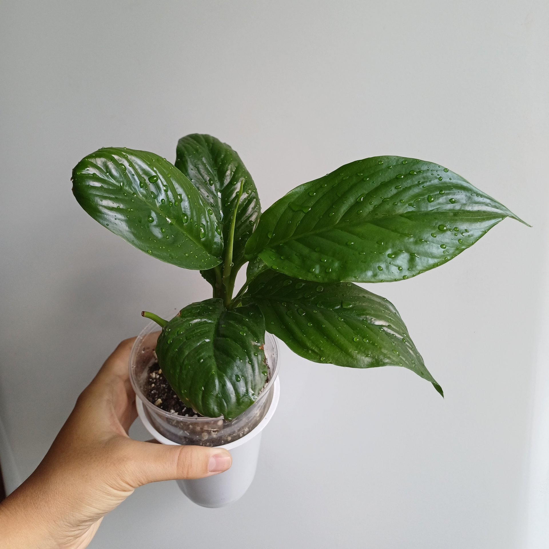 Spathiphyllum