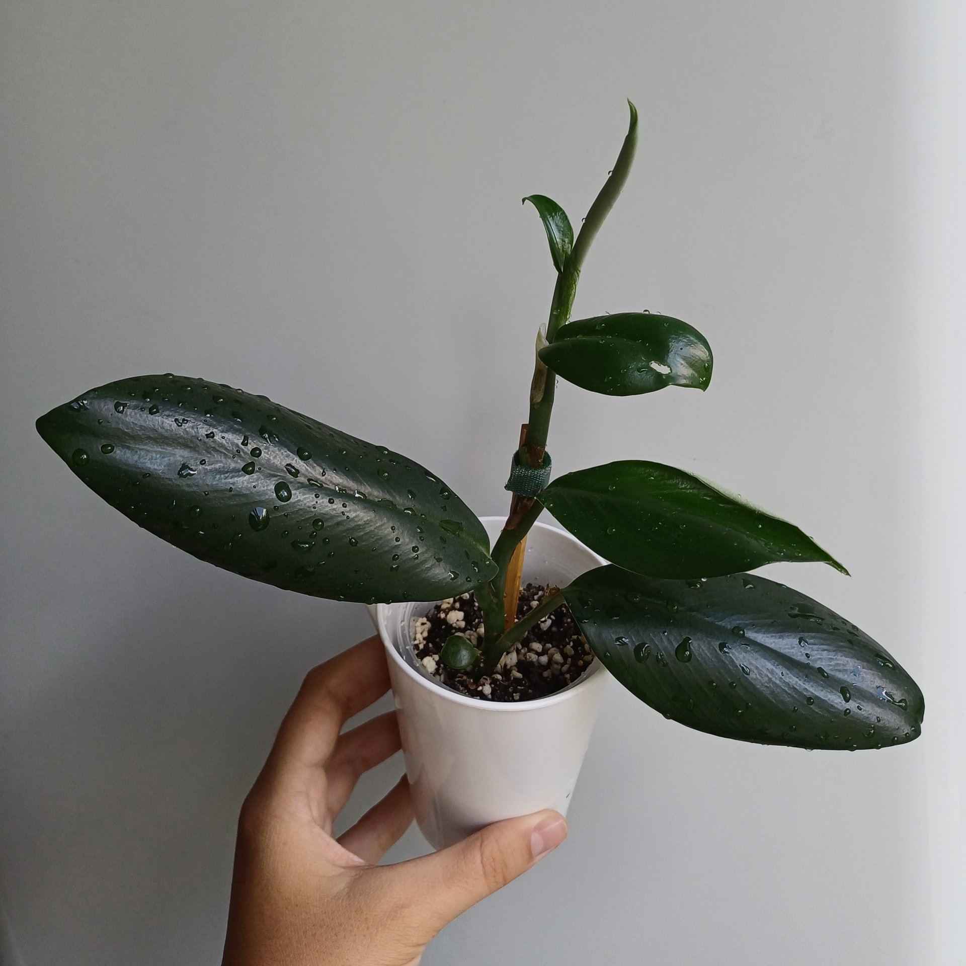 Rhaphidophora