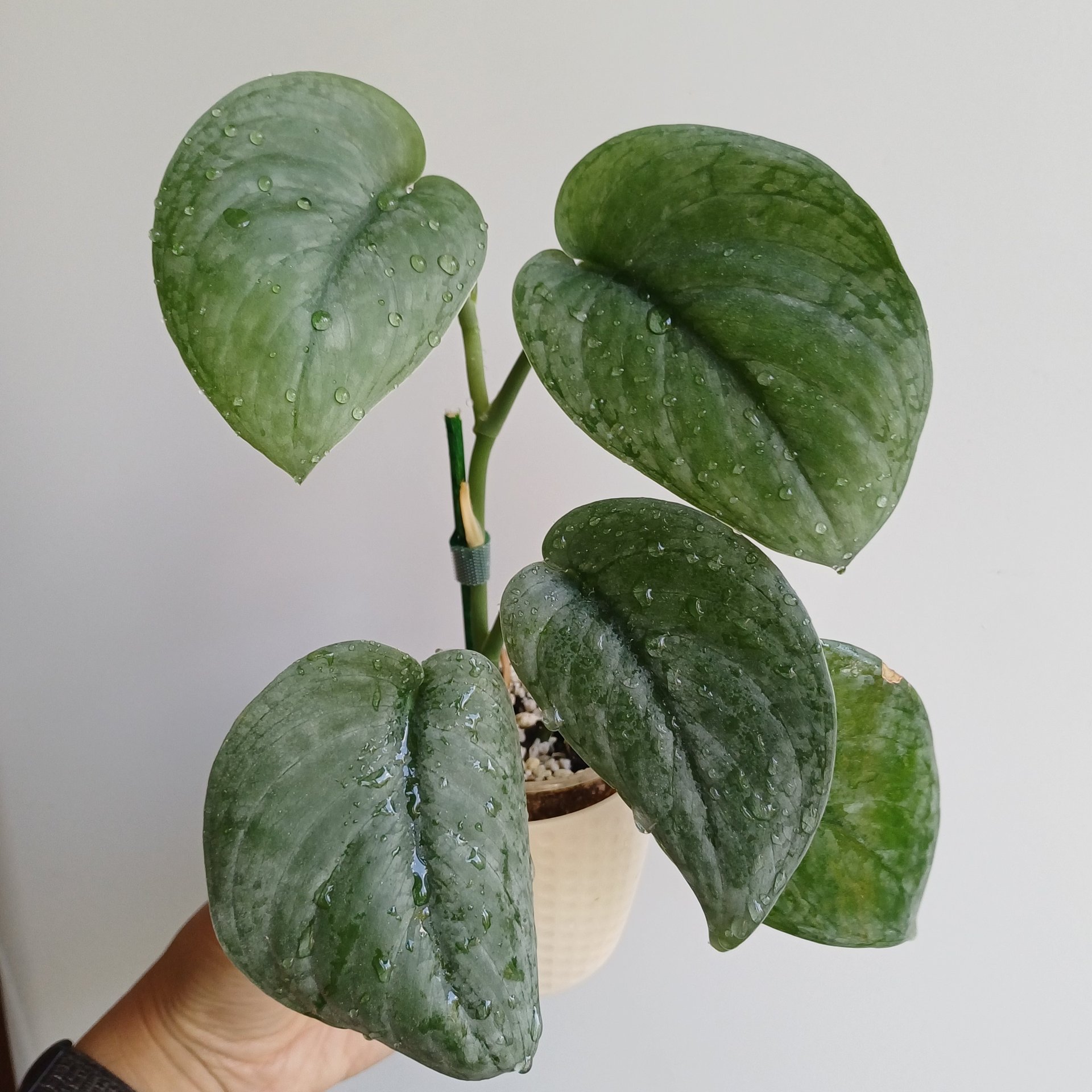Scindapsus