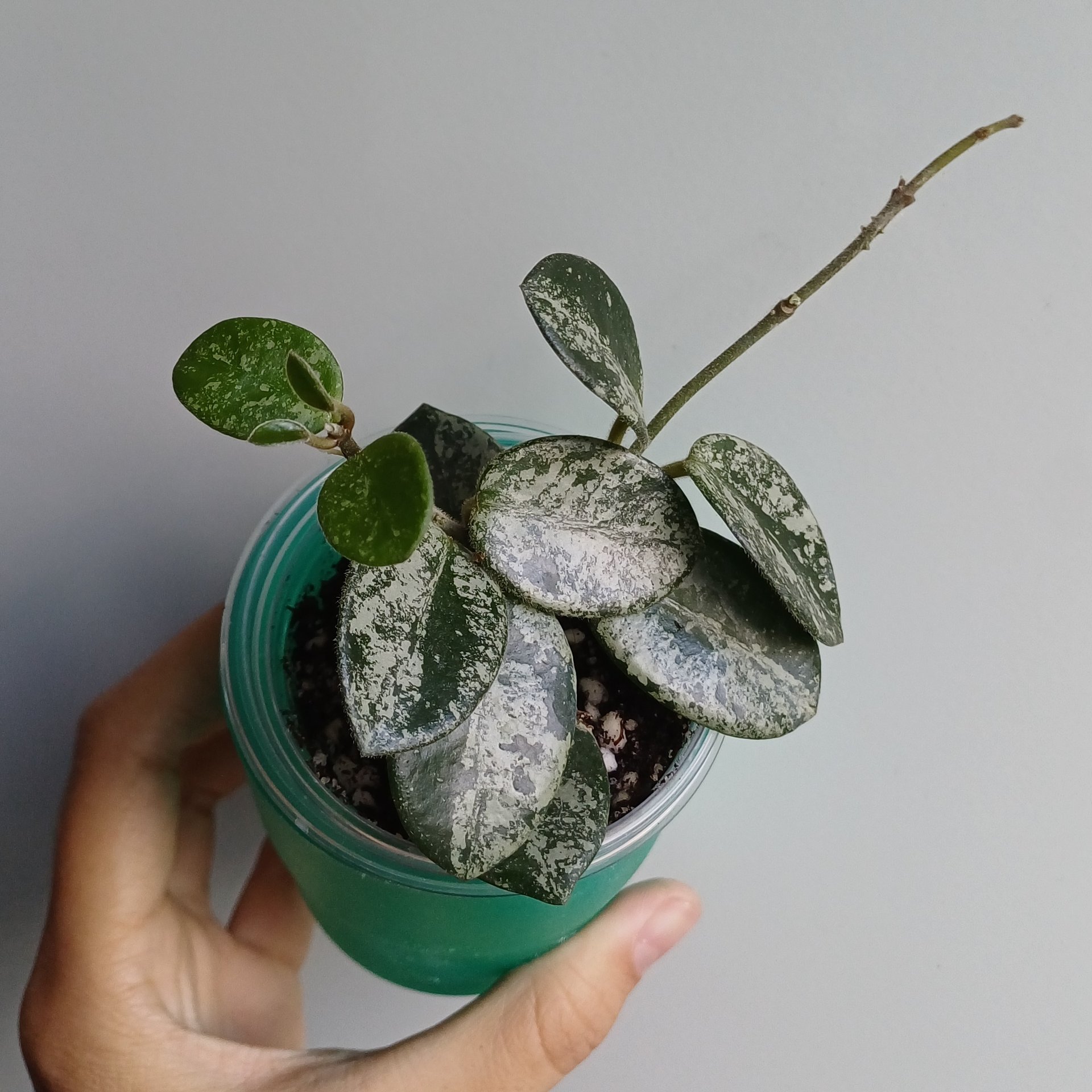 Hoya