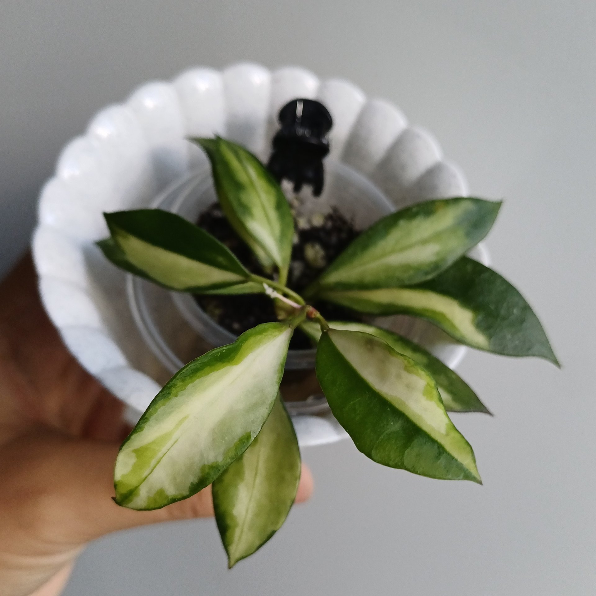 Hoya