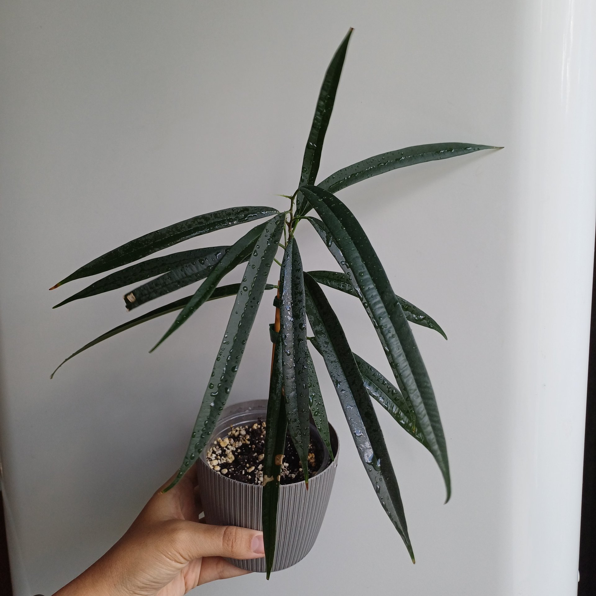 Ficus