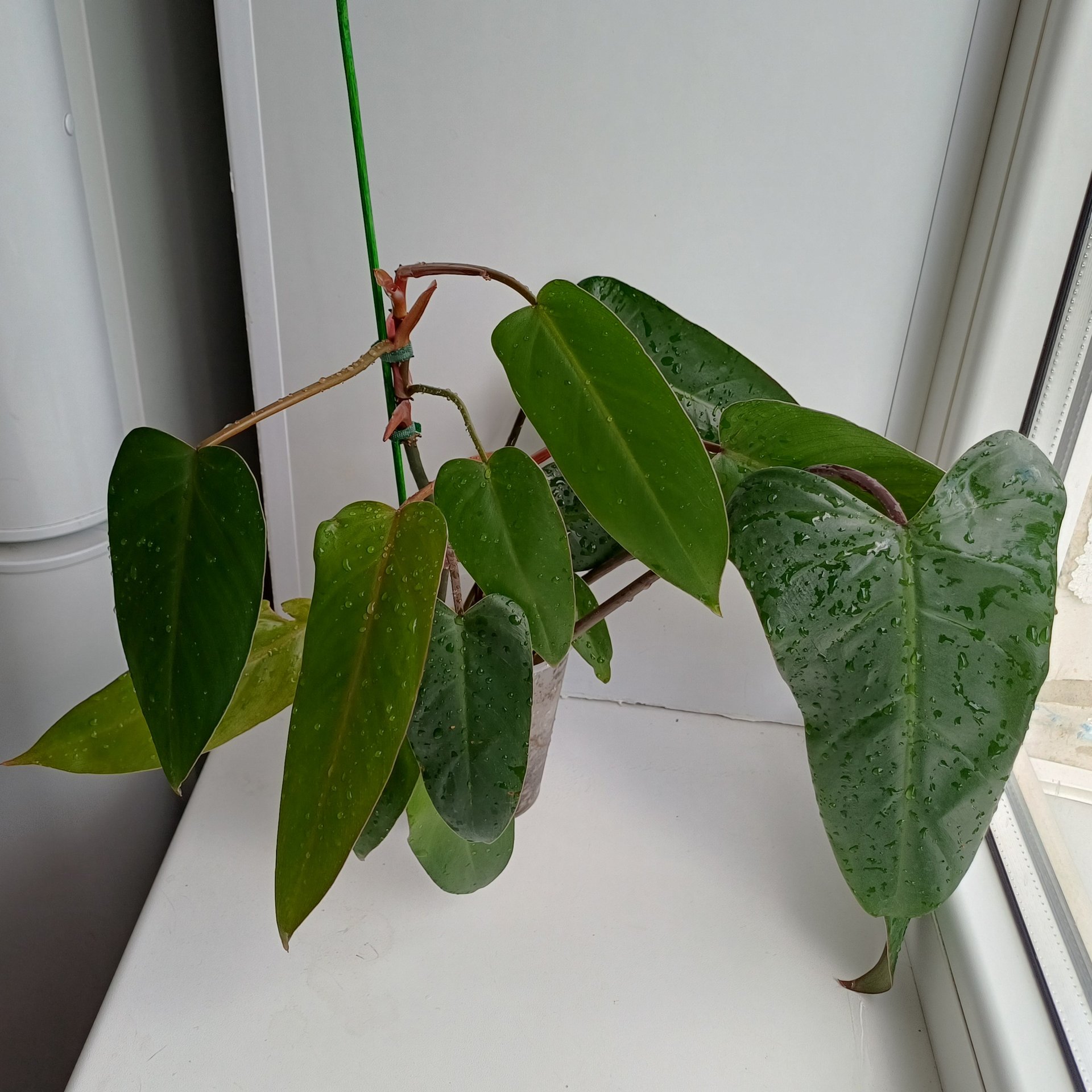 Philodendron