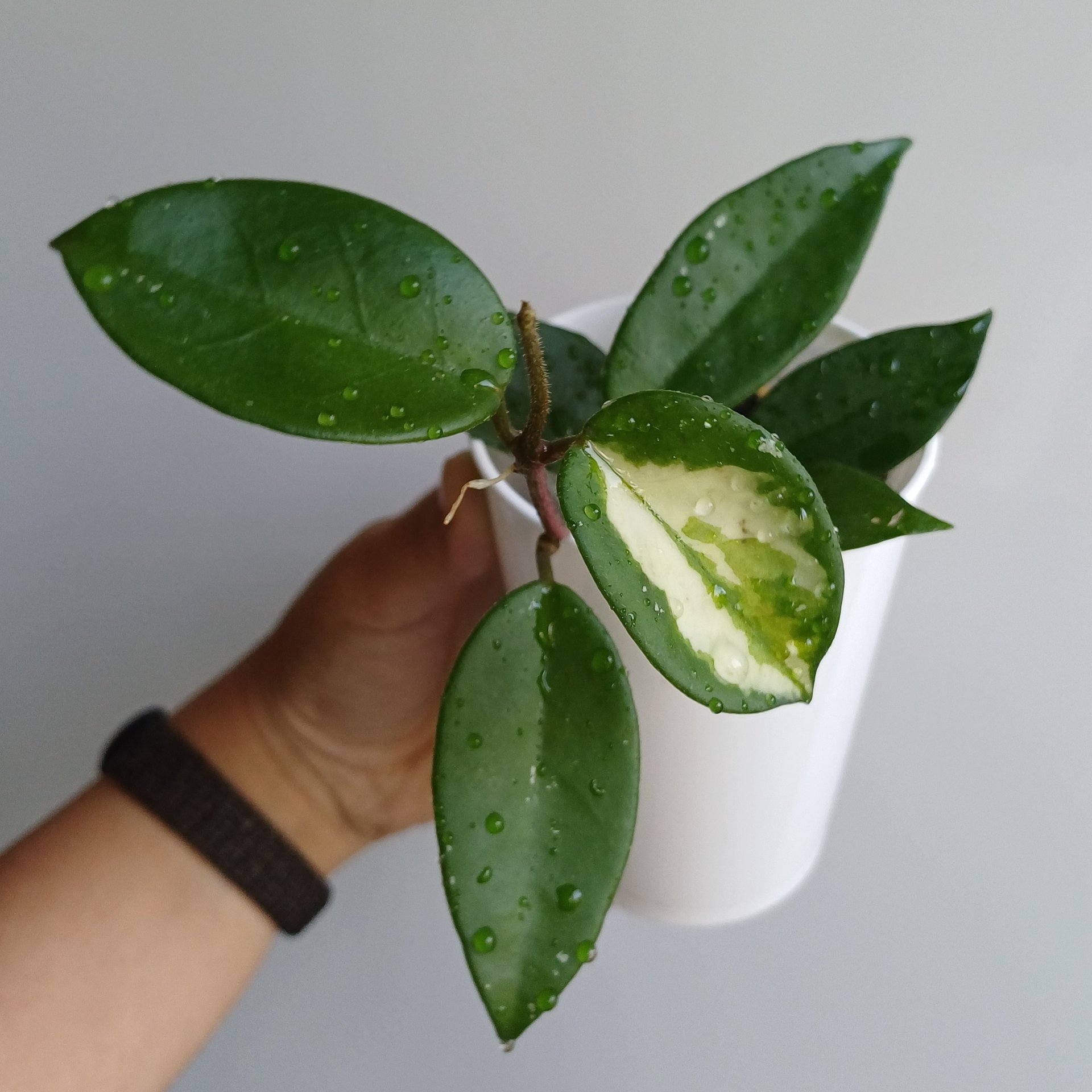Hoya