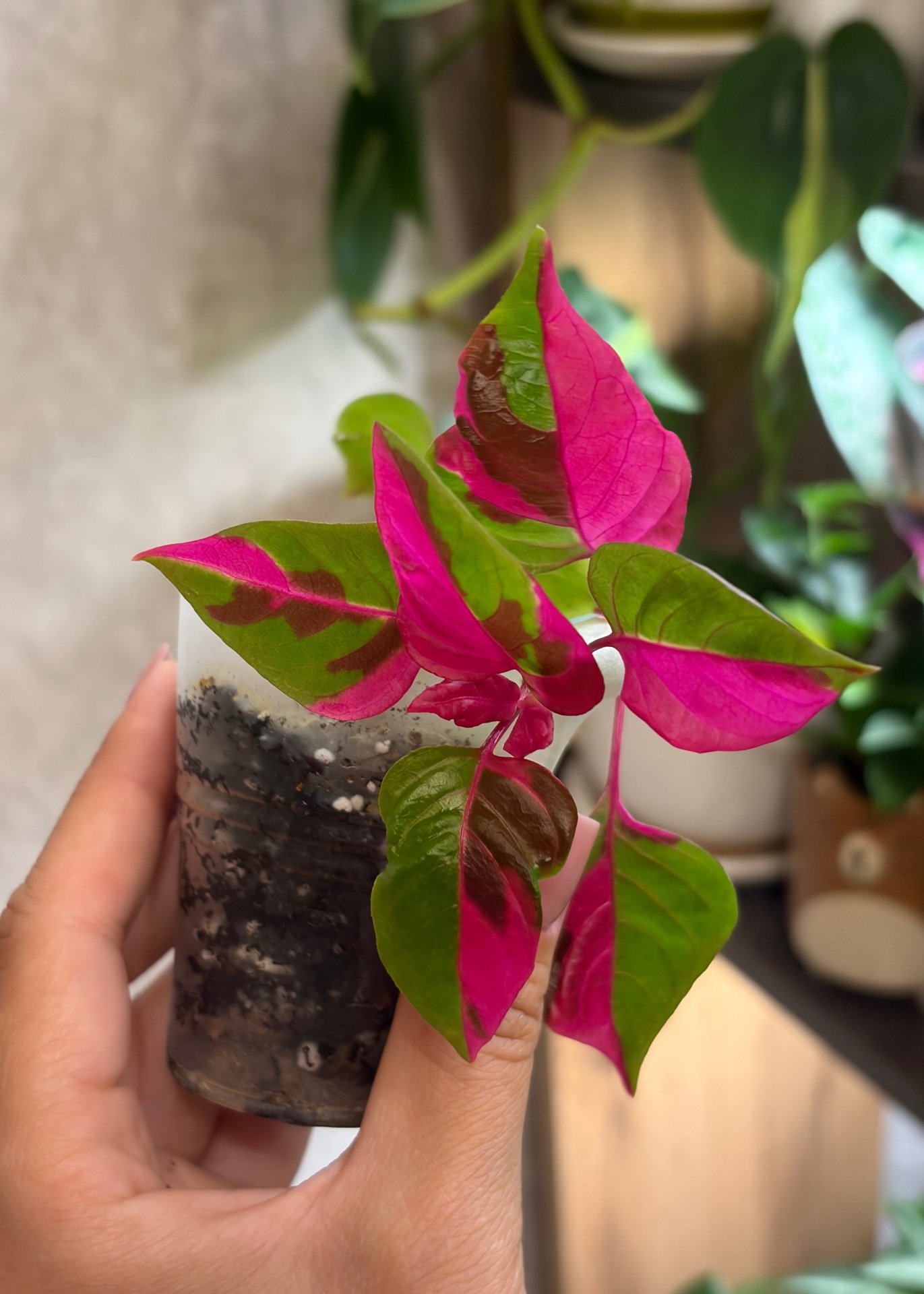 Alternanthera