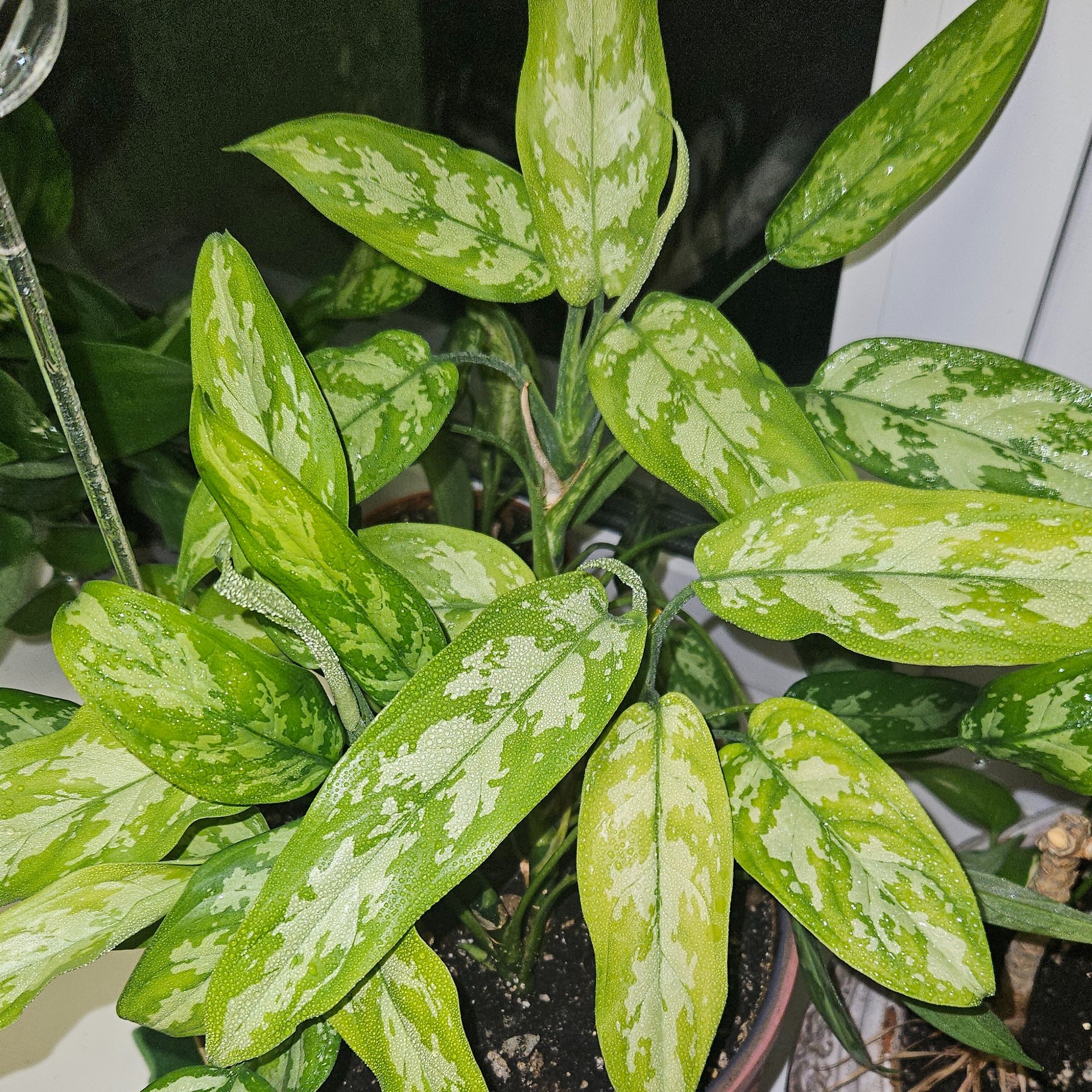 Aglaonema