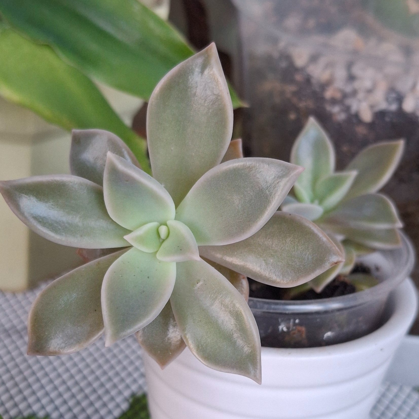 Echeveria
