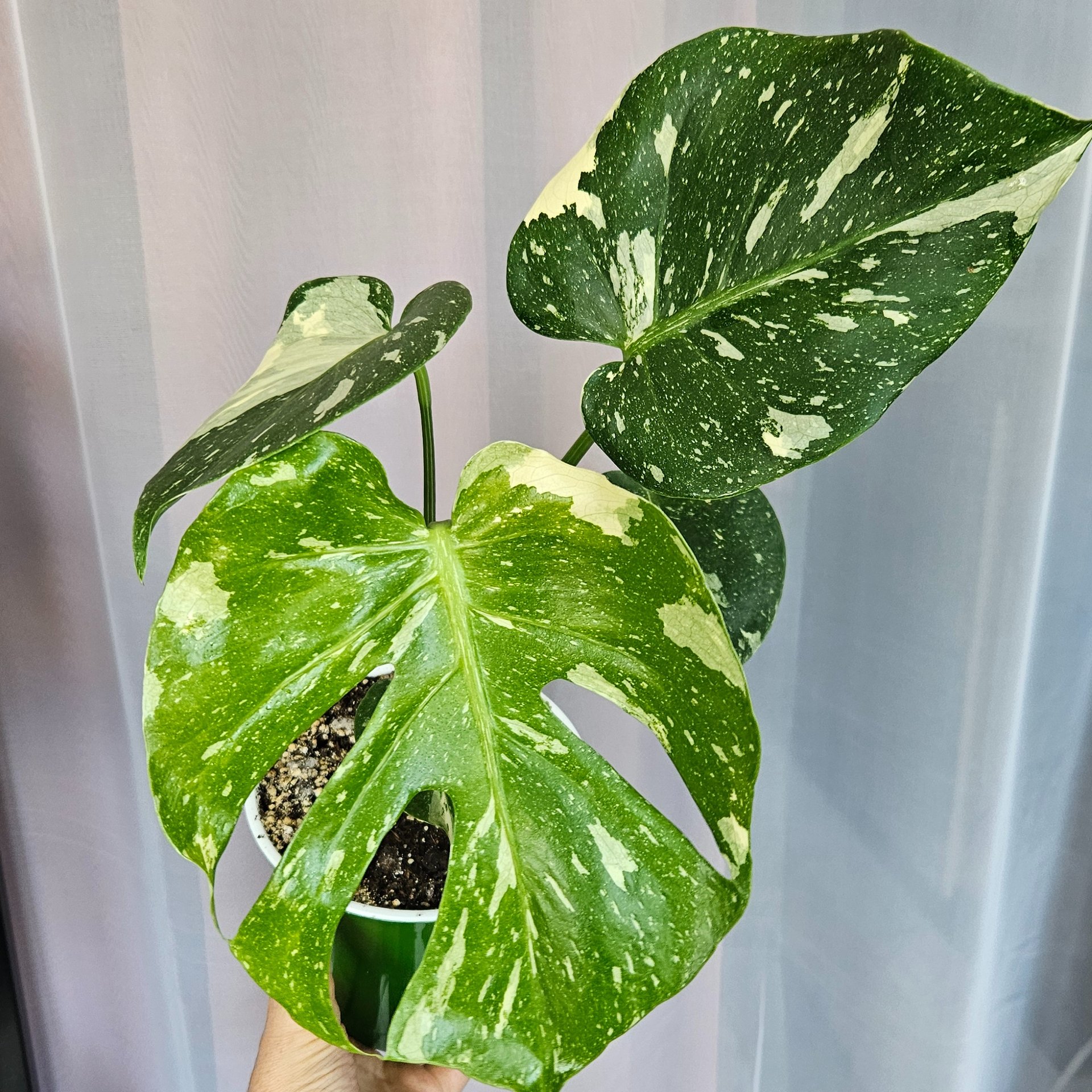Monstera