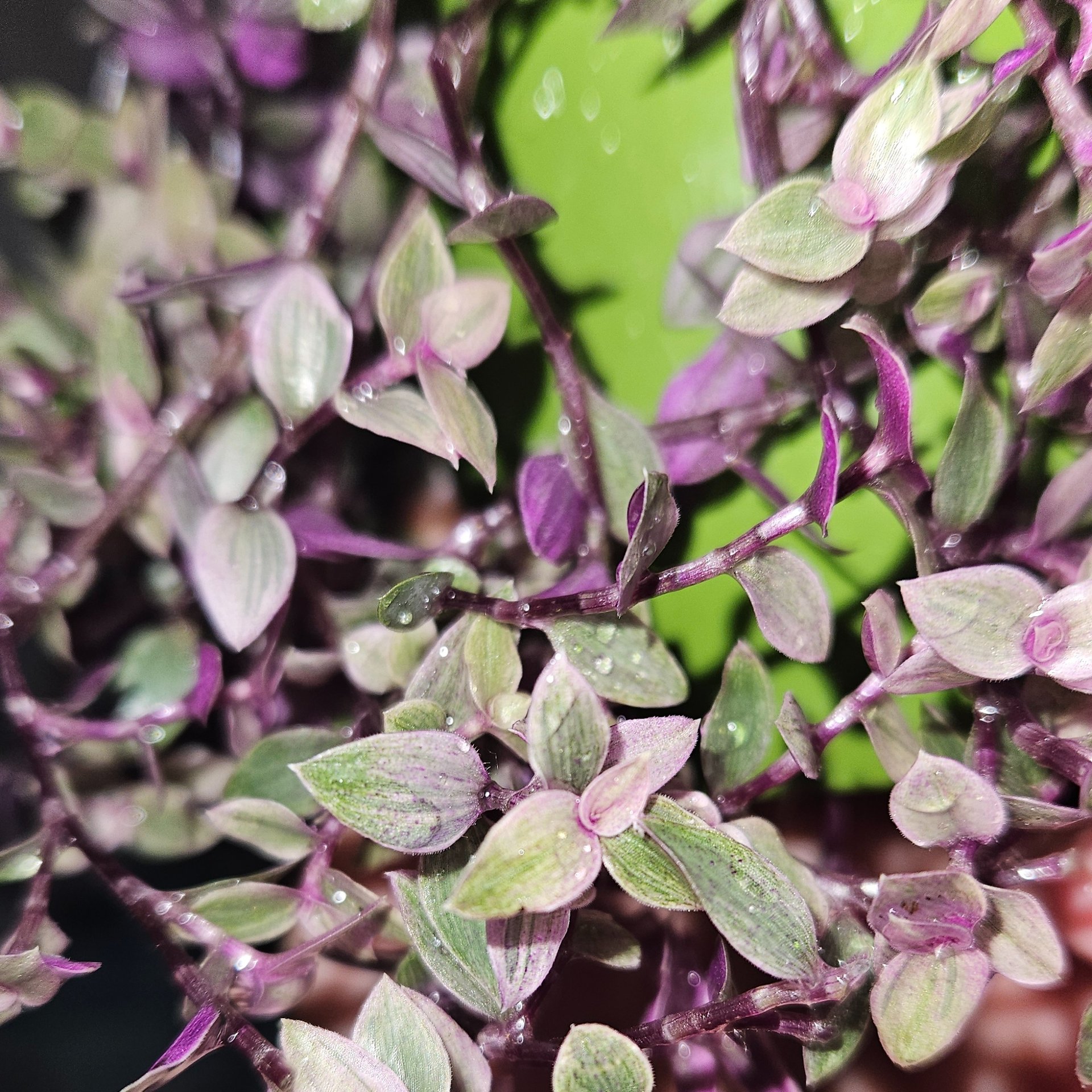 Callisia