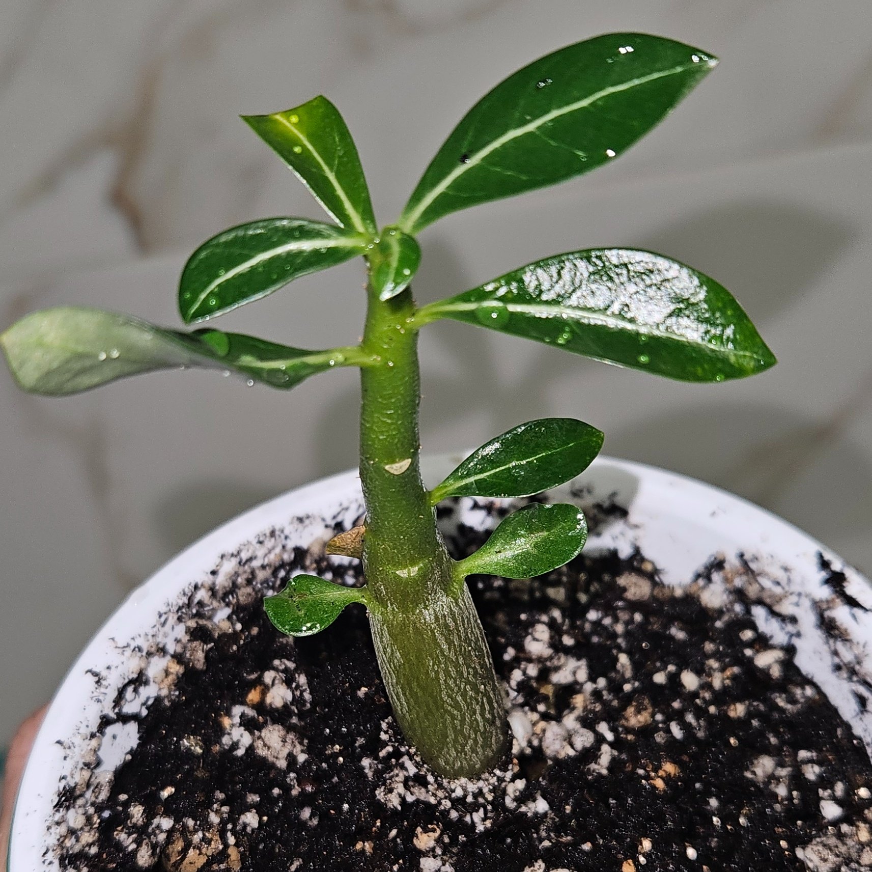 Adenium