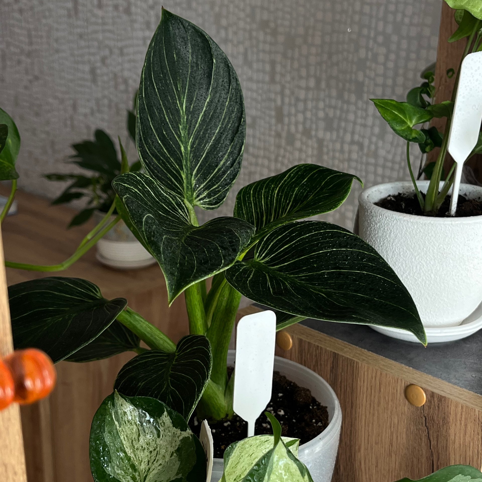 Philodendron