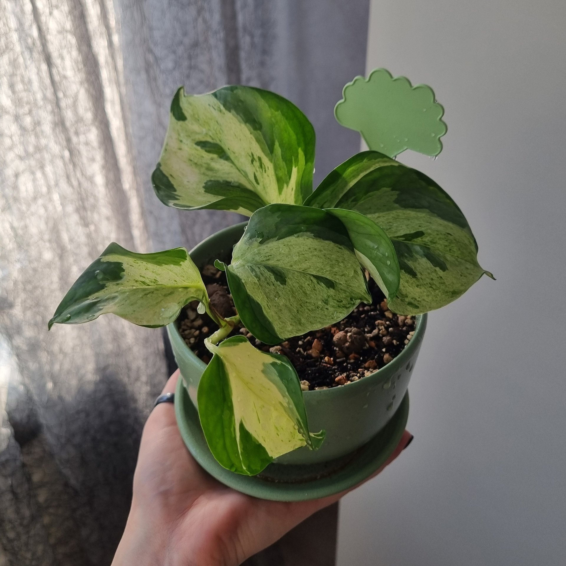 Эпипремнумы