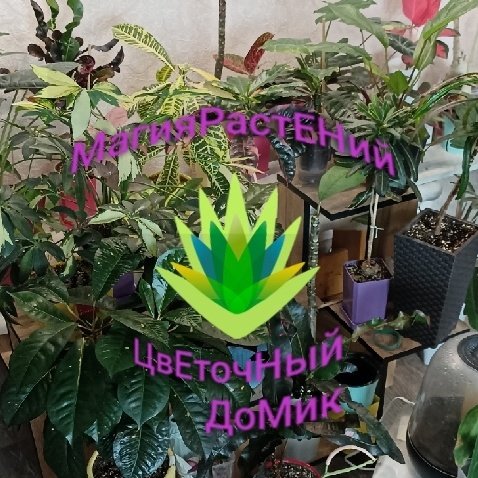 МагияРастЕНий👀😇🌿