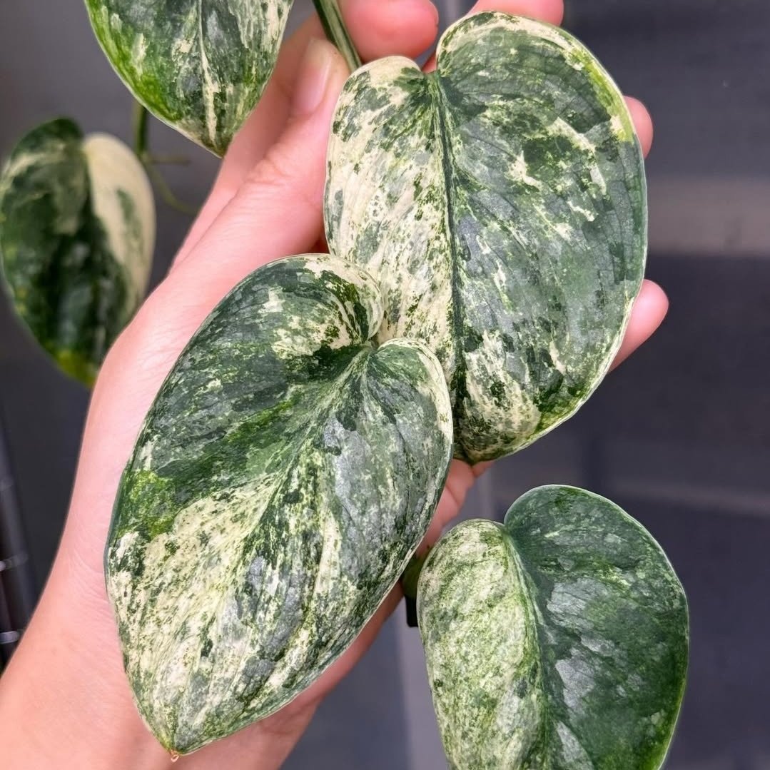 Scindapsus