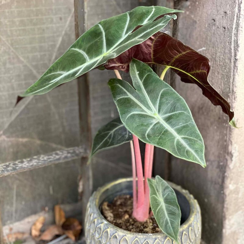 Alocasia