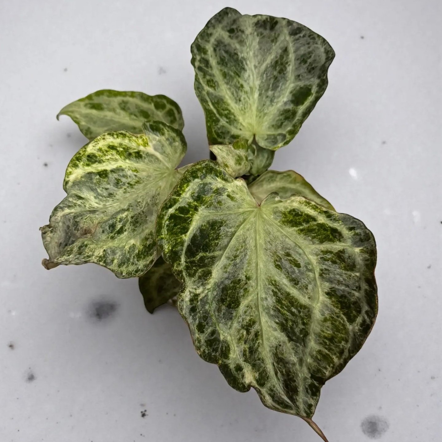 Anthurium