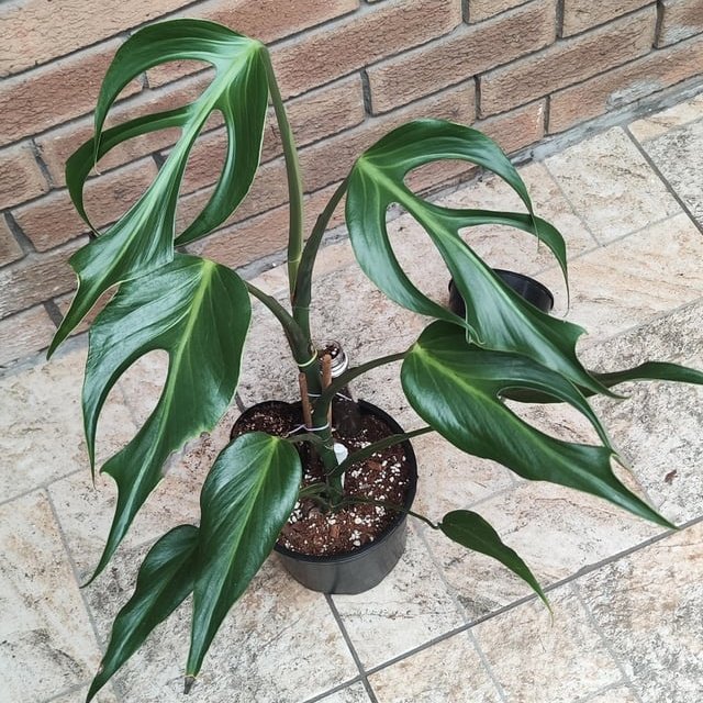 Monstera