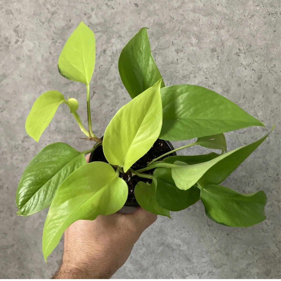 Epipremnum