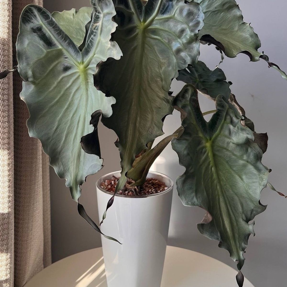 Alocasia