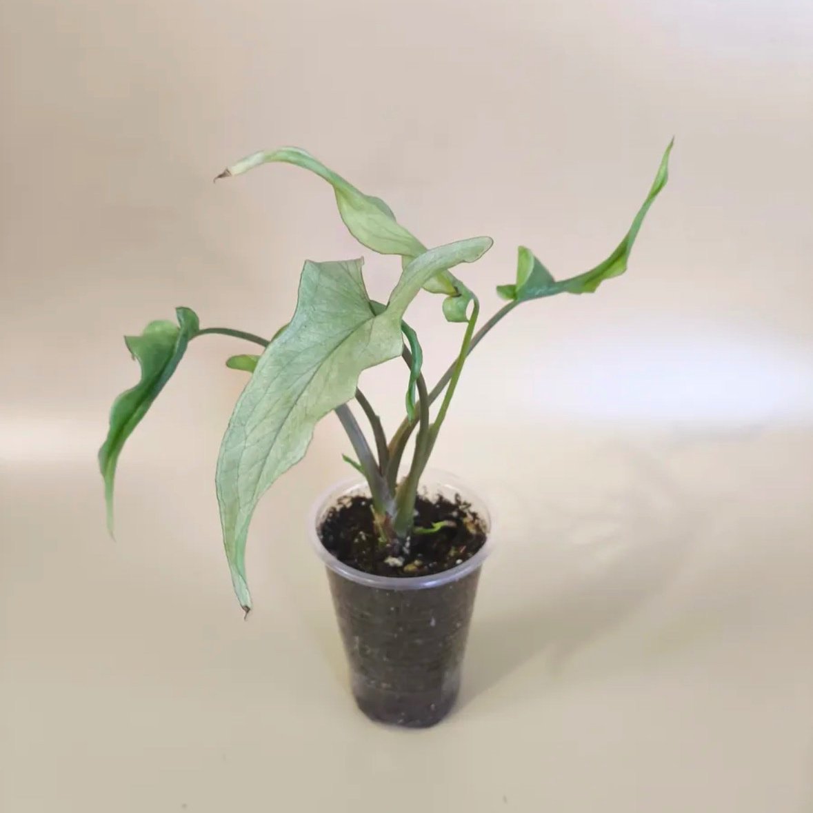 Syngonium
