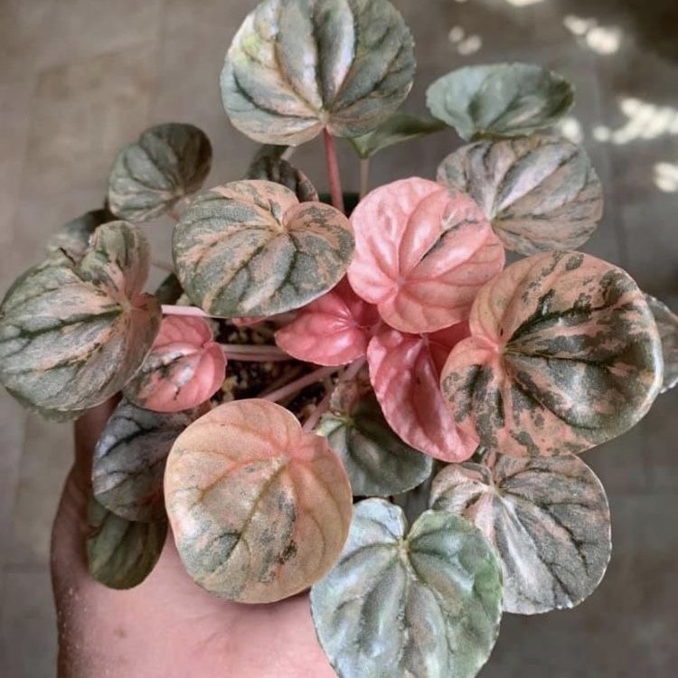 Peperomia