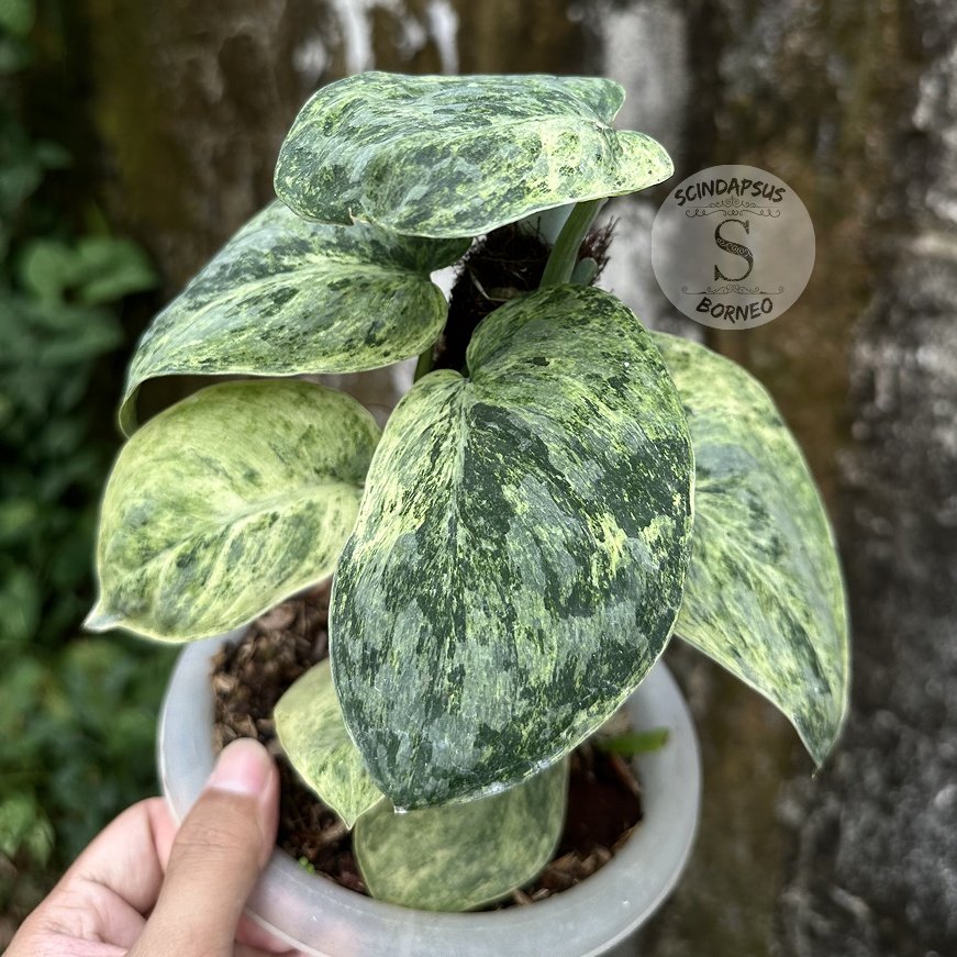Scindapsus