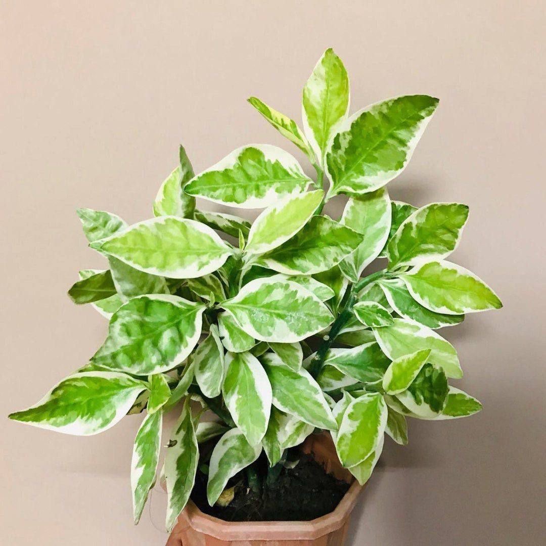 Euphorbia
