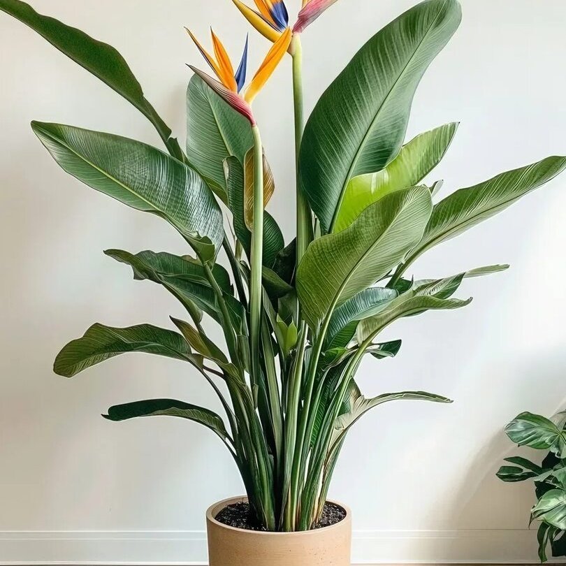 Strelitzia