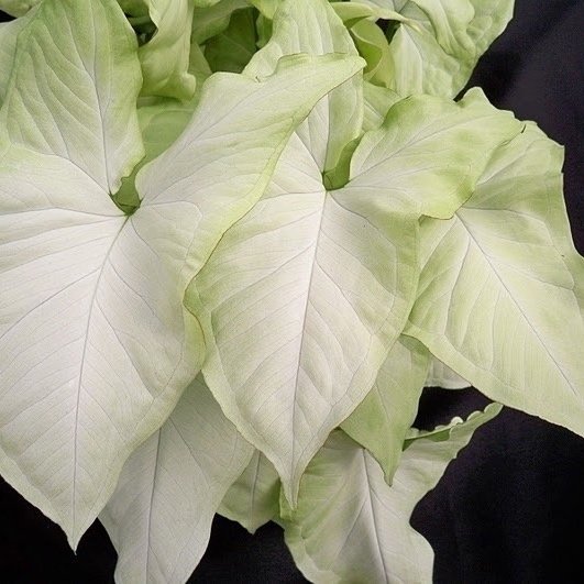 Syngonium