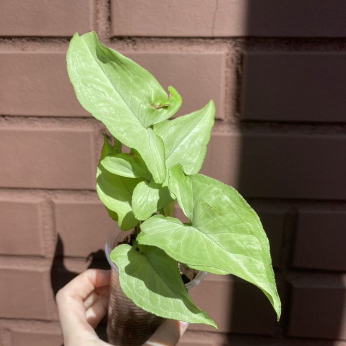 Syngonium