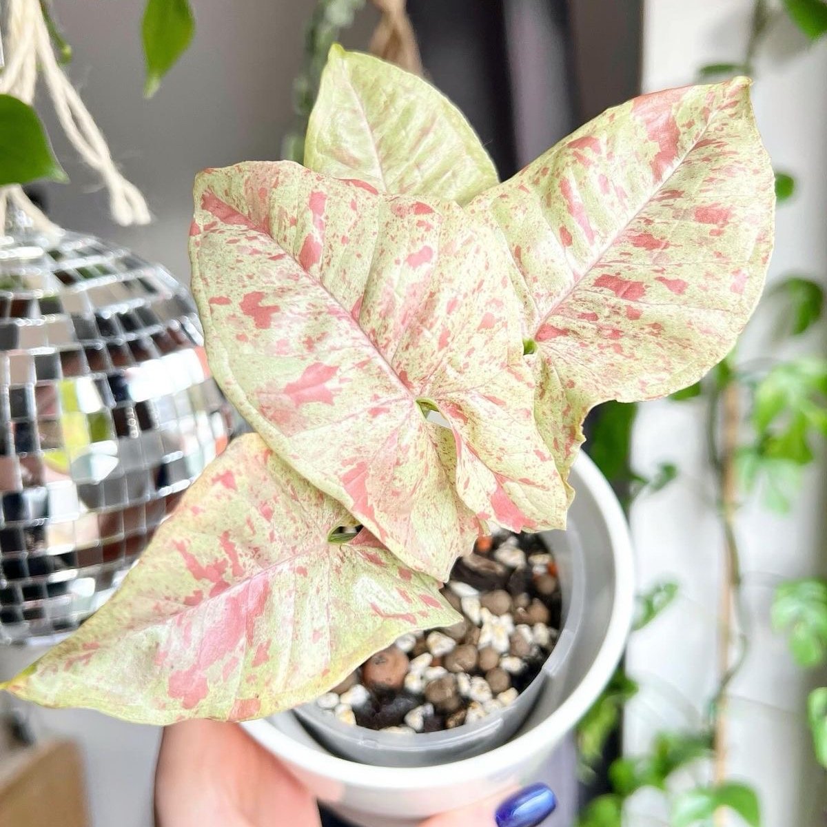 Syngonium